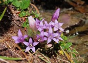 19 Gentiana anisodonta ramosa 